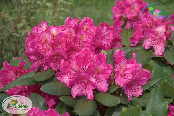 Rhododendron Pearces American Beauty